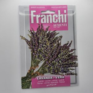 Растение Lavender Vera с яркими пурпурными цветами в полном цвету под лучами солнца.